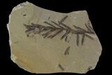 Metasequoia (Dawn Redwood) Fossil - Montana #89380-1